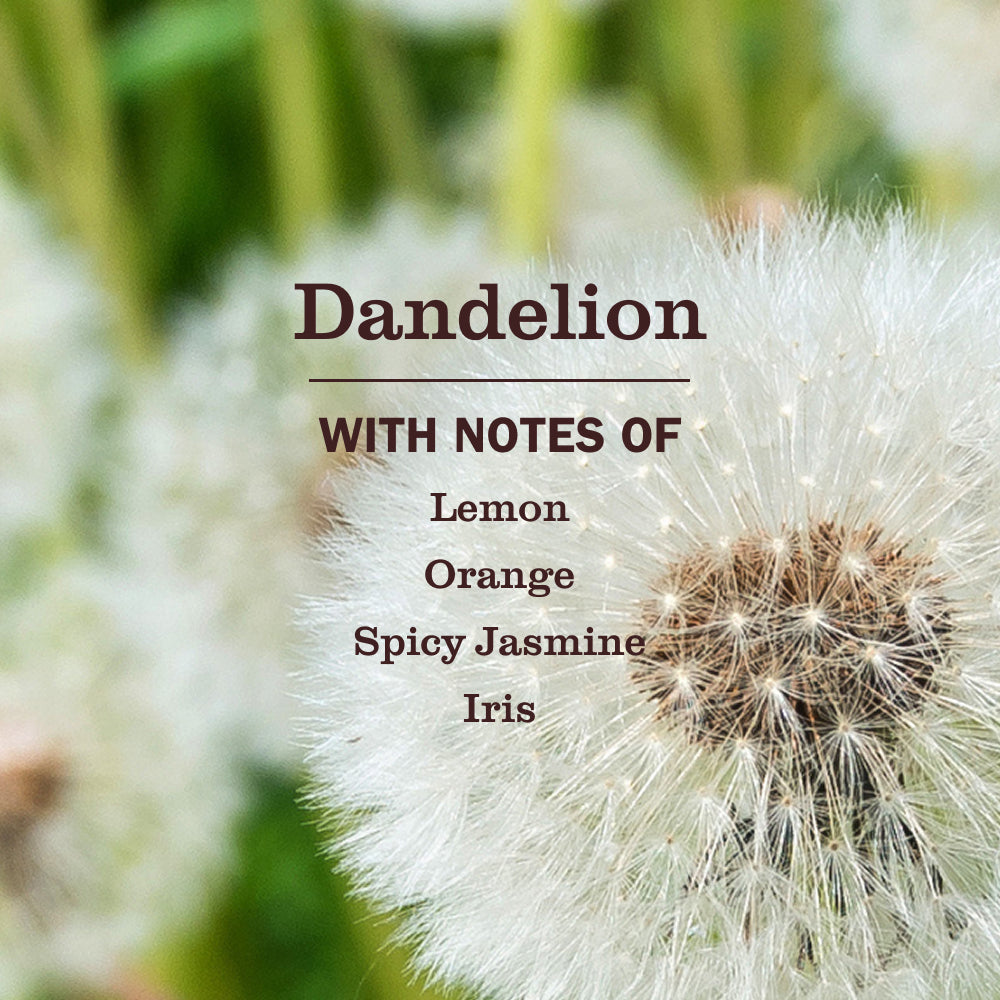 Scented Dandelion Plug In Scented Oil Warmer With Refill