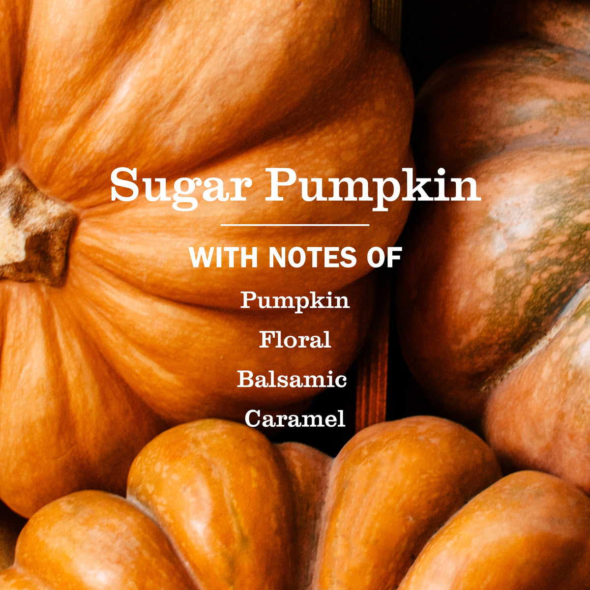 Gentle Sugar Pumpkin Liquid Hand Soap